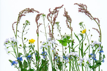 Wiosenna łąka na białym izolowanym tle, wiosenne tło dla projektu. © Elżbieta Kaps