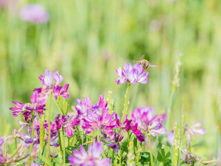 春の風景　蓮華草のピンク色の花11