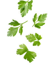 Verdant parsley leaves cascading freely, highlighting delicate herb texture and movement