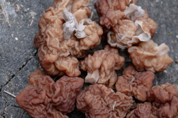 False morel, Gyromitra esculenta mushrooms background