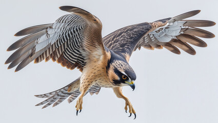 Obraz premium Striking aplomado falcon poised mid air displaying sharp claws and open wings