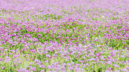 蓮華草のピンク色の花が一面に広がる11