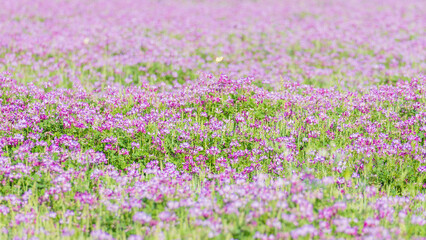 蓮華草のピンク色の花が一面に広がる12