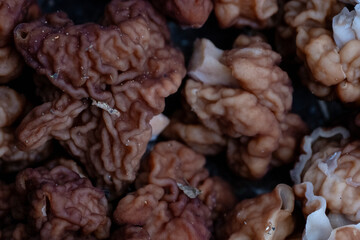 False morel, Gyromitra esculenta mushrooms background