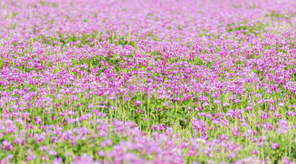 Obraz premium 蓮華草のピンク色の花が一面に広がる14