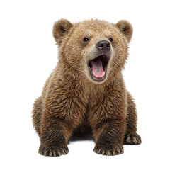 Isolated fluffy and adorable yawning bear cub headshot centered on white