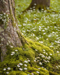 A serene landscape featuring a tree trunk covered in moss surrounded by delicate wildflowers, evoking tranquility and nature's beauty.
