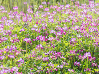 Obraz premium 春の風景 蓮華草のピンク色の花12
