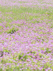 Fototapeta premium 蓮華草のピンク色の花が一面に広がる23