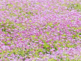 蓮華草のピンク色の花が一面に広がる28