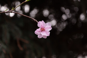 Spring blossom of pink sakura cherry tree in the garden
