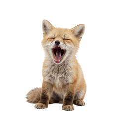 Obraz premium Isolated baby fox headshot captured mid yawn showcasing a whimsical expression Perfect for adorable animal themed designs