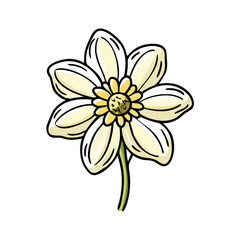anemopsis yerba mansa flower icon, anemopsis yerba mansa flower vector illustration-simple illustration of anemopsis yerba mansa flower, perfect for anemopsis yerba mansa flower logos and icons