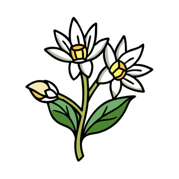 anemopsis yerba mansa flower icon, anemopsis yerba mansa flower vector illustration-simple illustration of anemopsis yerba mansa flower, perfect for anemopsis yerba mansa flower logos and icons