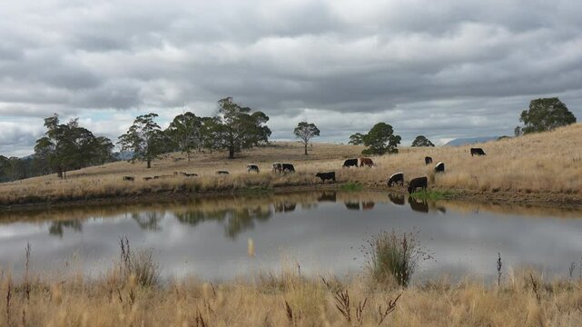 livestock in a meadow, sustainable carbon neutral farming being practiced. regenerative raised cows in a field. agricultural technology innovation.	
