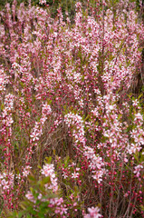 Pink blossoms in full bloom on fruit tree in the spring garden