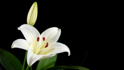 Obraz premium Elegant White Lily Blooming Against a Black Background