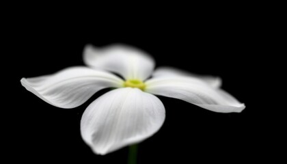 Fototapeta premium Elegant White Flower with Delicate Petals on Black Background