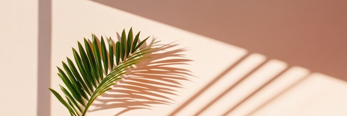Sunlight casts shadow of palm frond on peachy wall