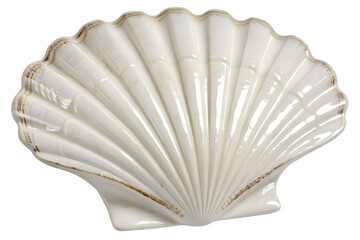 White elegant sea jacobean scallop shel isolated on transparent background