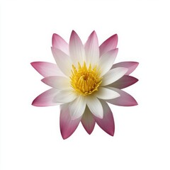 Fototapeta premium Pink and white lotus blossom isolated on white background