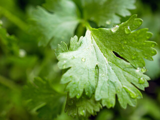 Close-up of fresh cilantro leaves. macro of a bunch of fresh cilantro leaves. The cilantro is bright green