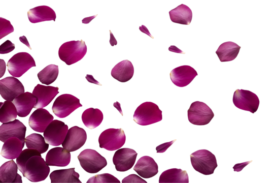 Purple rose petals on transparent background, pink rose petals - Powered by Adobe