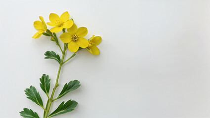 Spring Meadow Buttercup Flower Blossom Isolated On White Background Minimalist Floral Arrangement