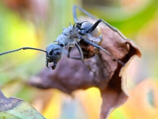Black ants close up on blurry green background 