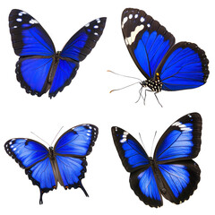 Obraz premium Vibrant blue butterflies with black and white accents are displayed in various poses, showcasing their delicate wings and intricate patterns. image captures their elegance and natural beauty