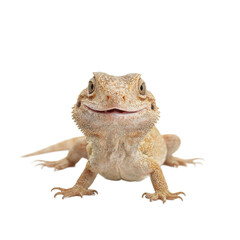 Fototapeta premium Isolated goofy lizard headshot with tilted smile for a whimsical touch