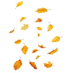 Obraz premium Falling autumn yellow maple leaves isolated on a white background