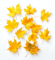 Falling autumn yellow maple leaves isolated on a white background