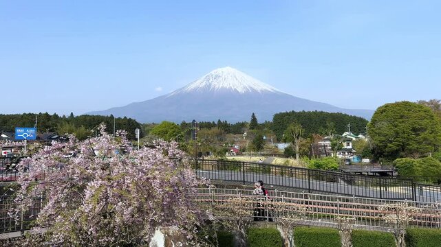 Scenic view of Mount Fuji with blooming cherry blossoms at Lake Tanuki