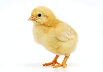 Obraz premium baby chicken isolated on white