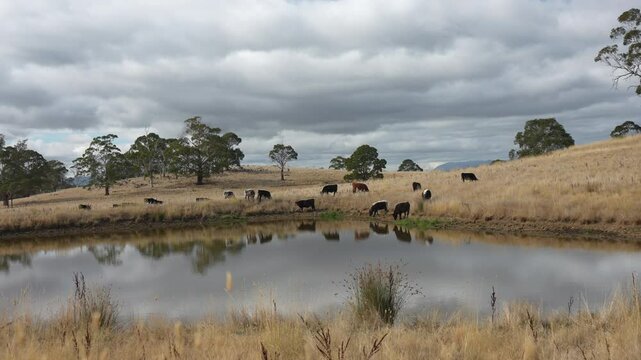 livestock in a meadow, sustainable carbon neutral farming being practiced. regenerative raised cows in a field. agricultural technology innovation.	
