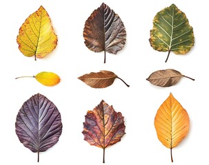 Set of autumn leaves isolated on a white background