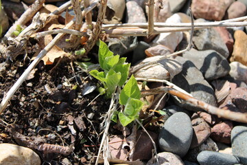 sprouts in the springtime
