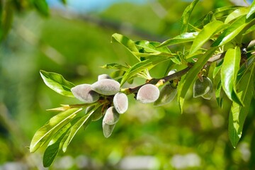 Almond branch with fruits and green leaves.