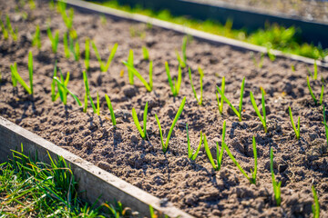 Green garlic sprouts growing in the soil on a sunny spring day