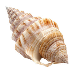 Fototapeta premium Detailed close-up of a seashell, showcasing intricate spiral patterns and color variations