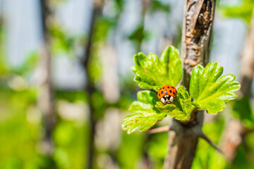 Ladybug on gooseberry leaf close-up on a sunny day