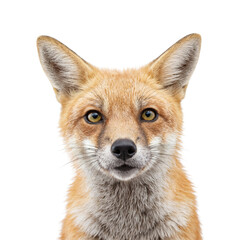 Fototapeta premium Isolated quirky fox sneezing headshot on white background
