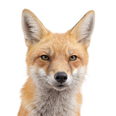 Fototapeta premium Isolated quirky fox sneezing headshot on white background