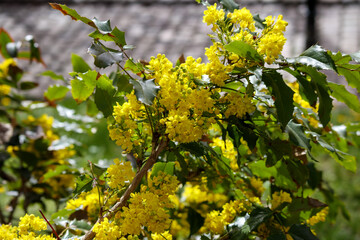 a flowering branch with clusters of bright yellow flowers and shiny, green leaves.