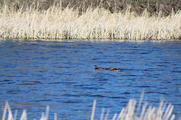 Fototapeta premium two ducks on the water