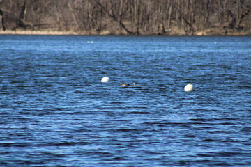 ducks in the lake