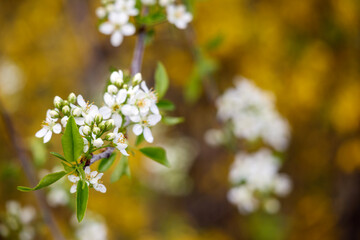 Flowering tree branches with tiny white flowers and green leaves are visible on a blurred yellow background.