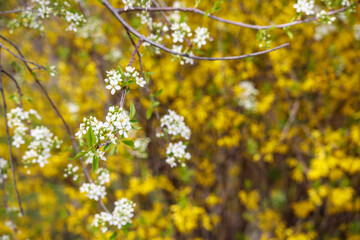 Flowering tree branches with white flowers on a blurred yellow background.
