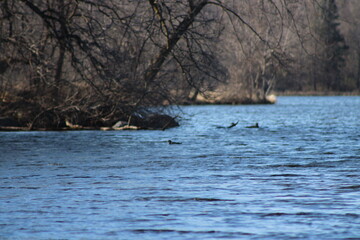 Fototapeta premium duck on the pond